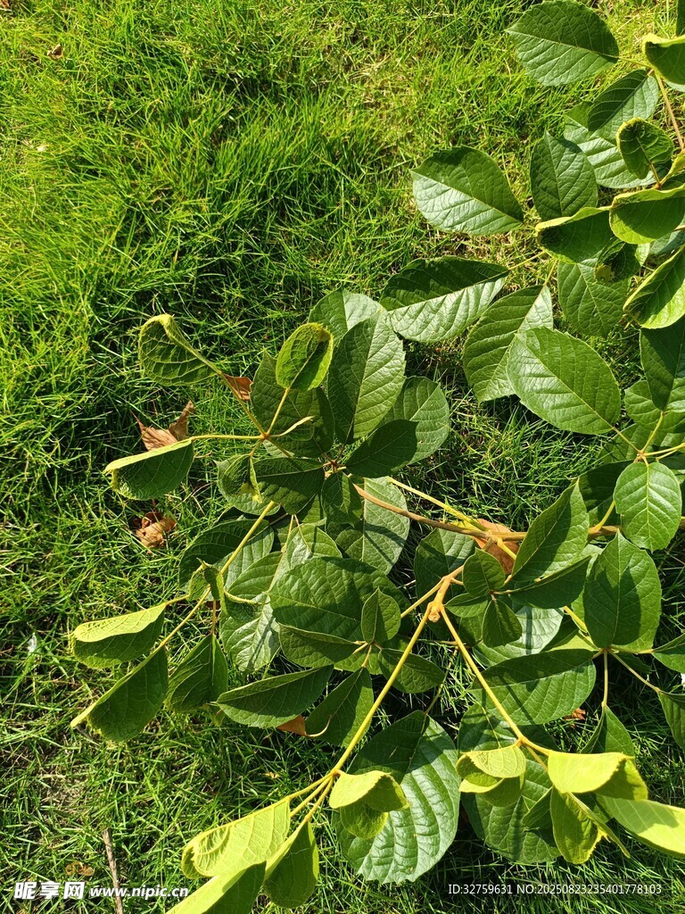 绿叶繁茂的地面植物景观