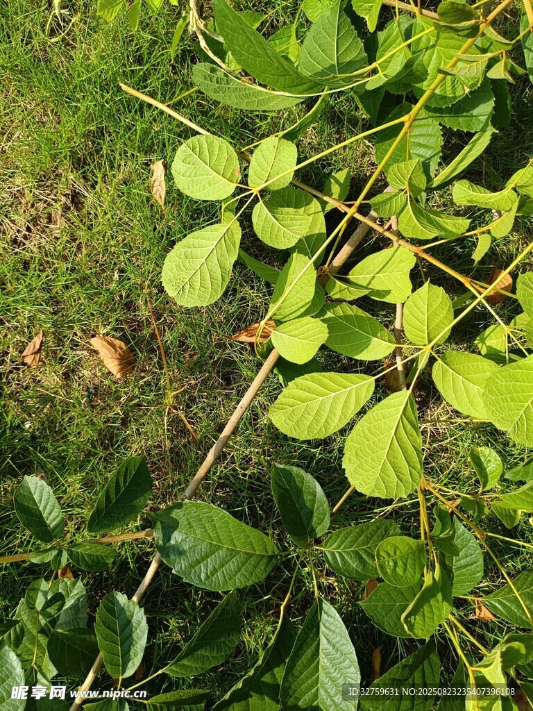 绿叶藤蔓的自然景致