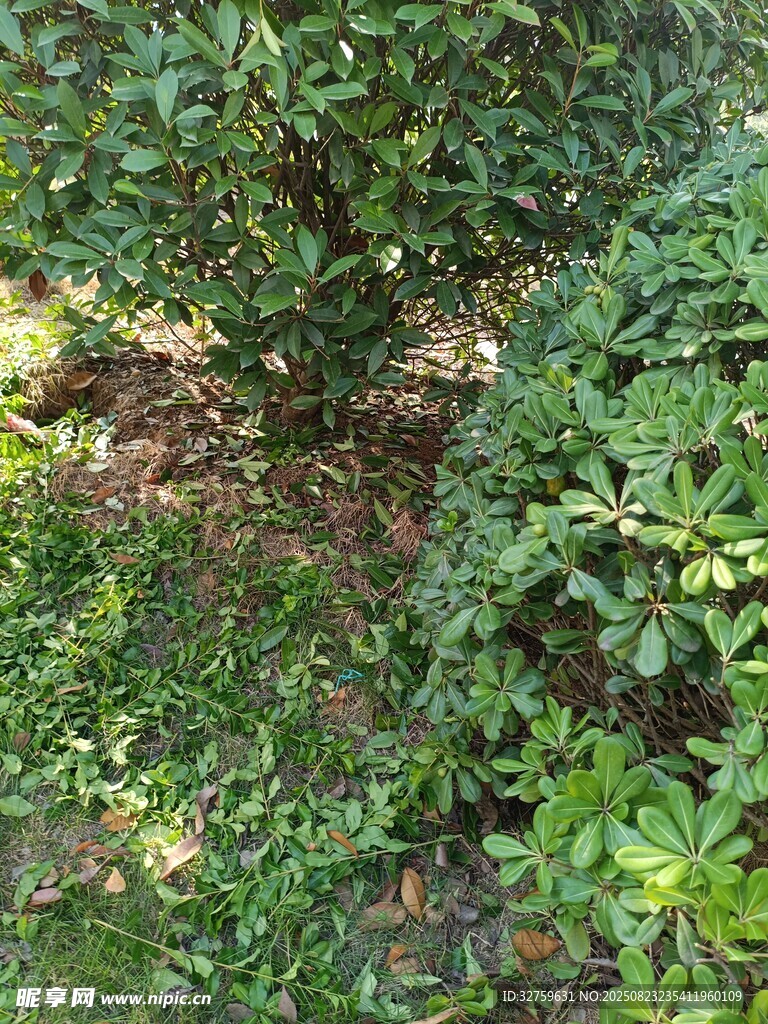 繁茂绿植 