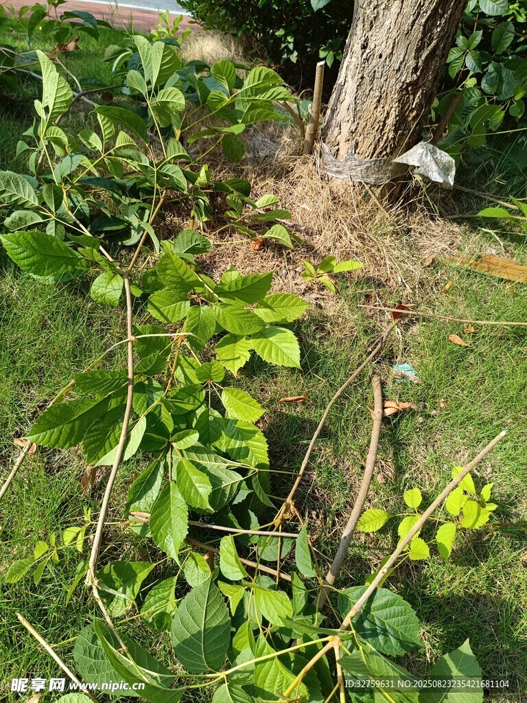 树下绿植与掉落枝叶