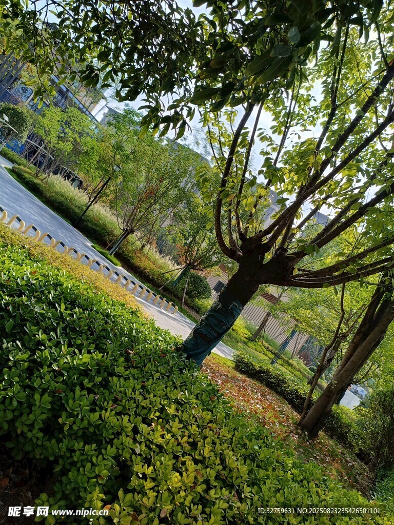 公园中的繁茂绿植景观