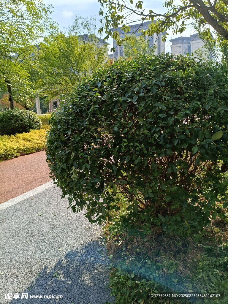 路边茂盛的绿色灌木丛