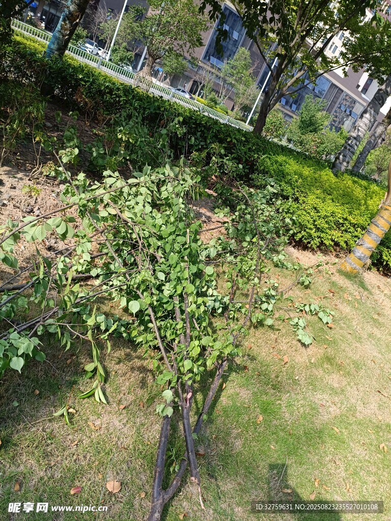 户外绿植景观一角