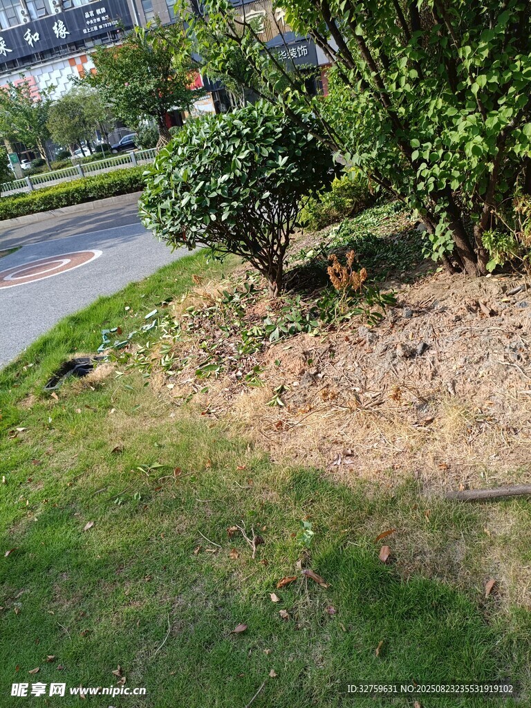 路边绿植旁的裸露土地