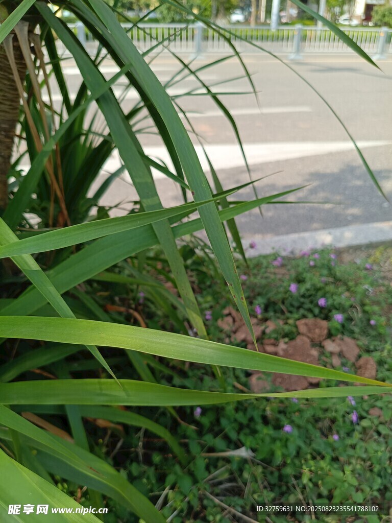 草丛中的红色小花