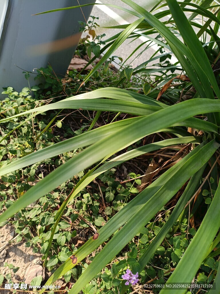绿叶葱茏的庭院植物景观