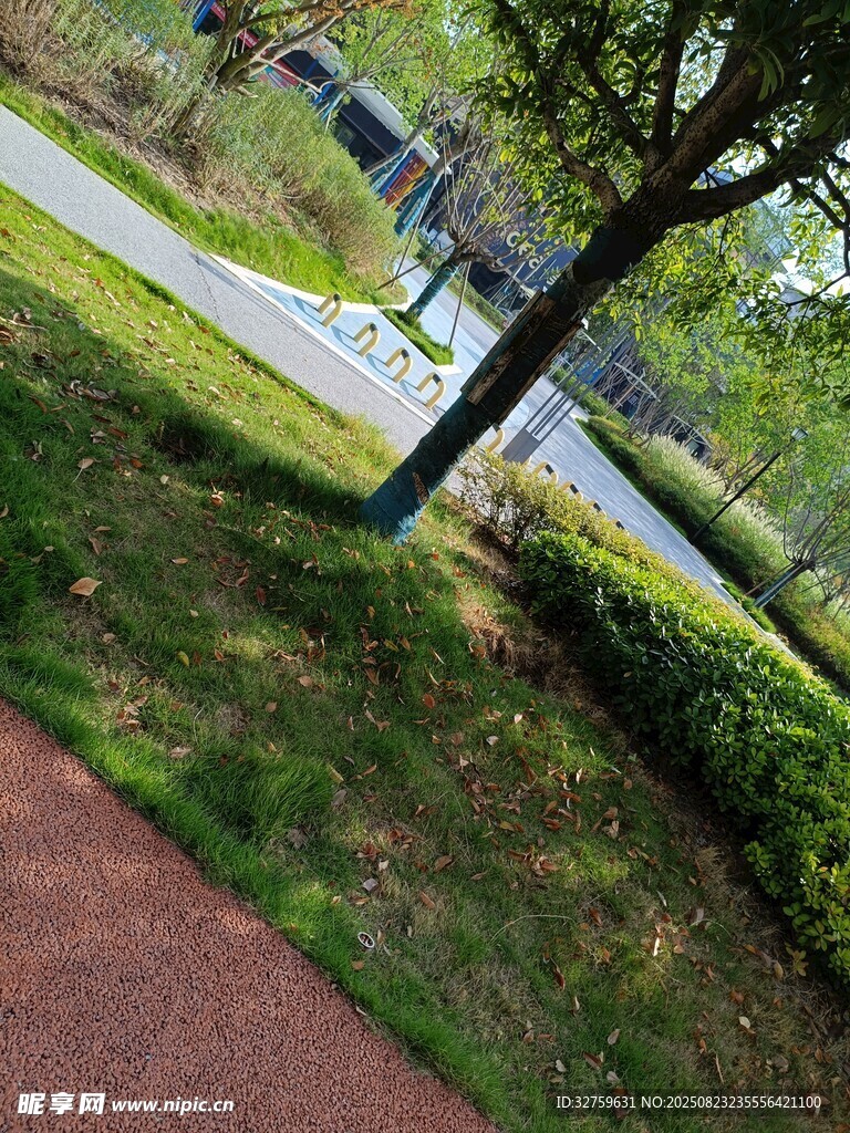 公园小径旁的绿树与草地
