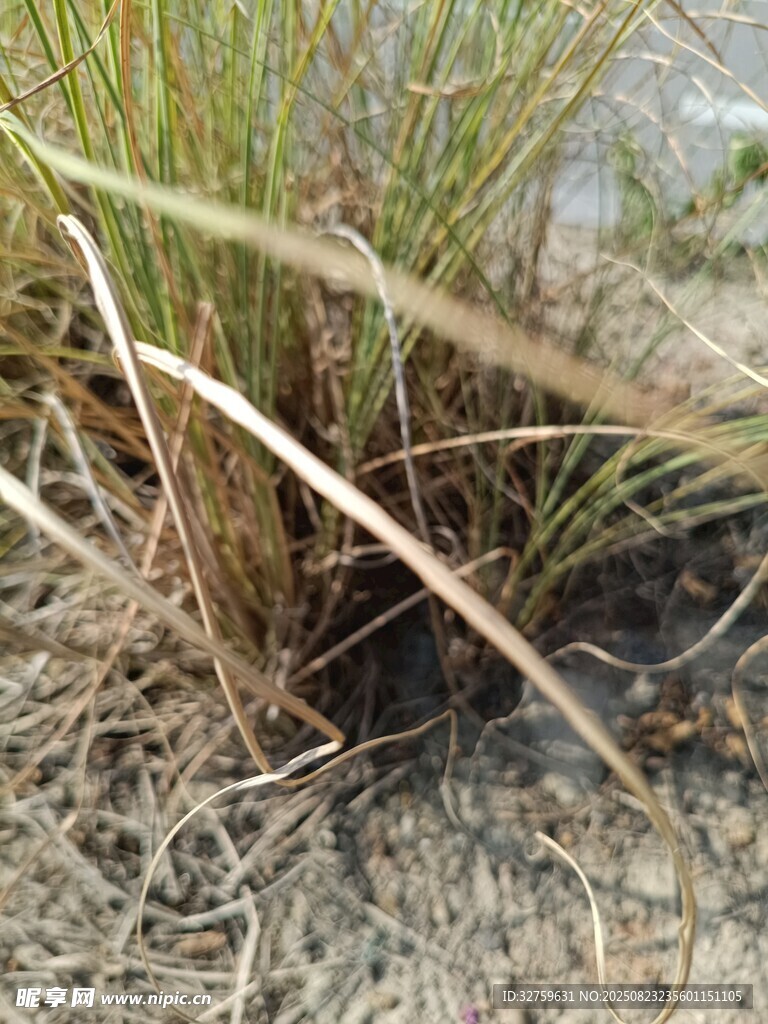 岸边生长的野草