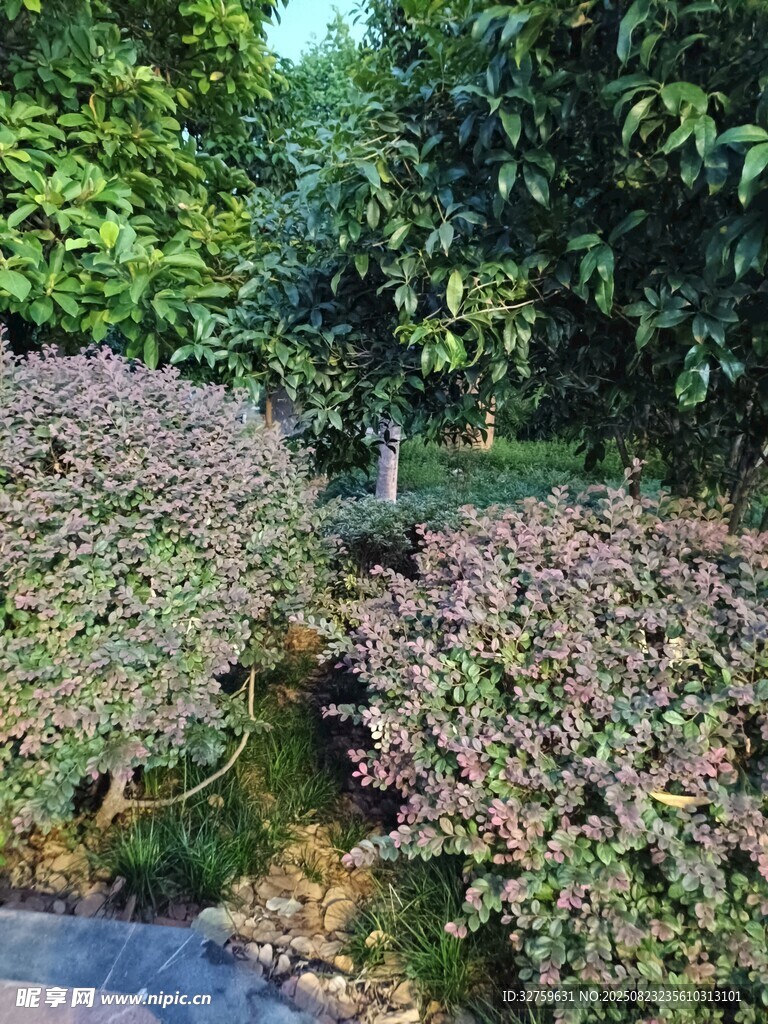 绿意盎然的园林植物景观
