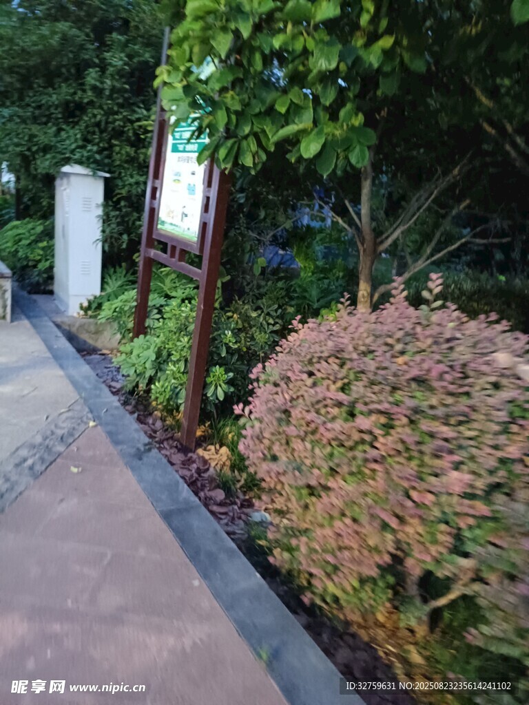 花园小径旁的绿植景观