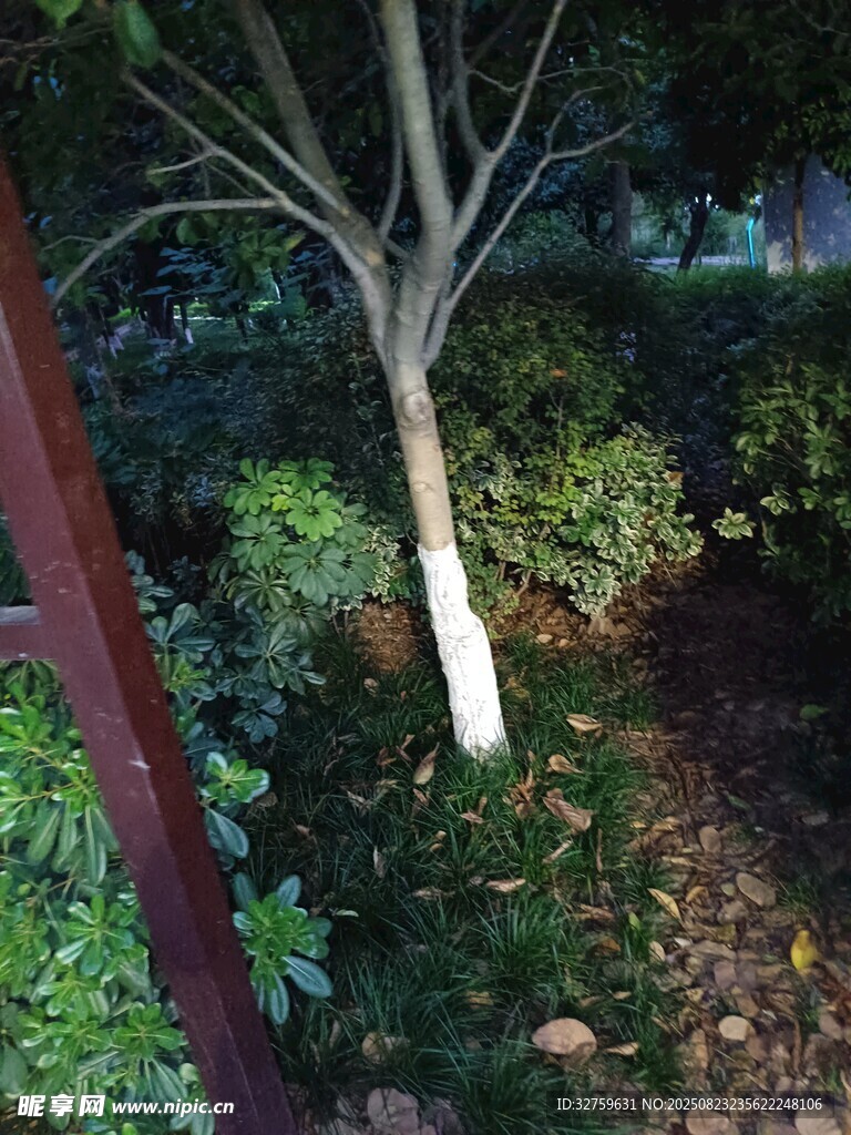 夜间庭院中的孤树