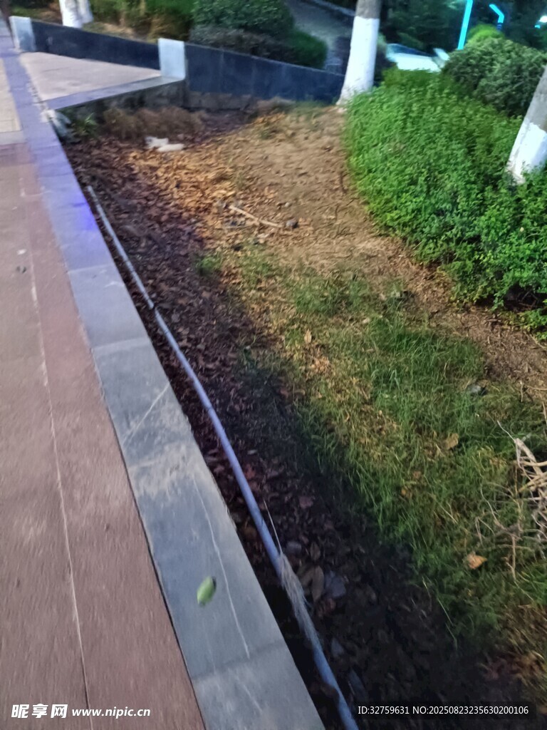 夜晚路边的绿化带景观