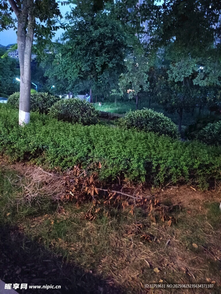 公园绿植景观一角