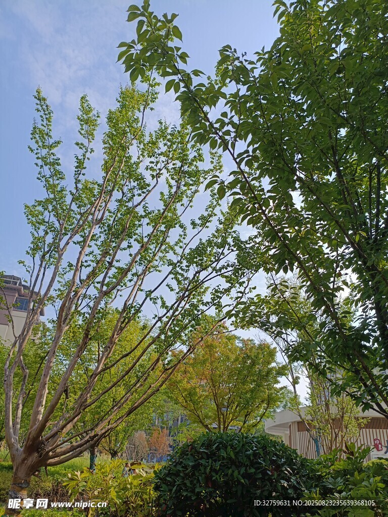 绿意盎然的户外树木景观