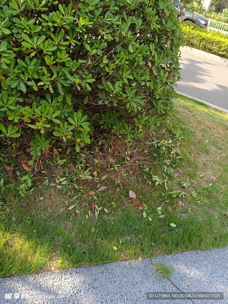 路边绿植景观