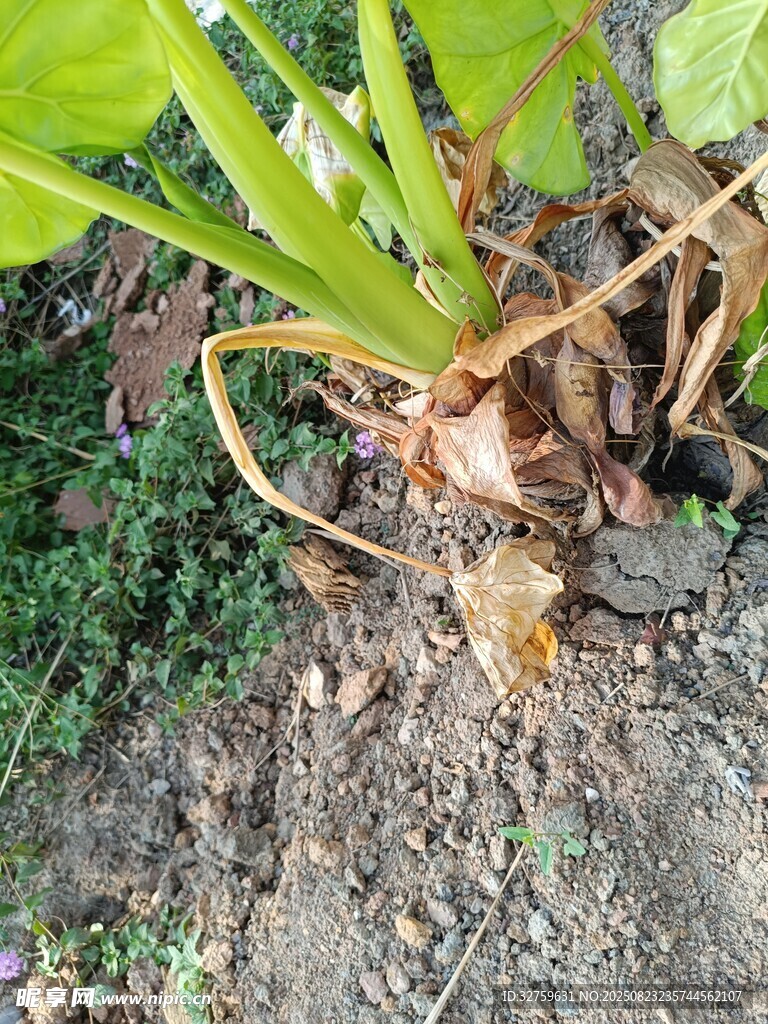 地面上的植物根茎特写
