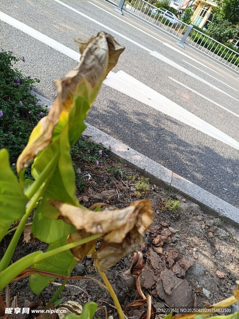 路边枯萎的植物叶片