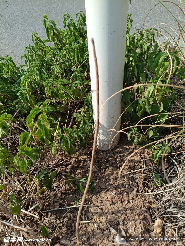 白色立柱旁的绿色植物
