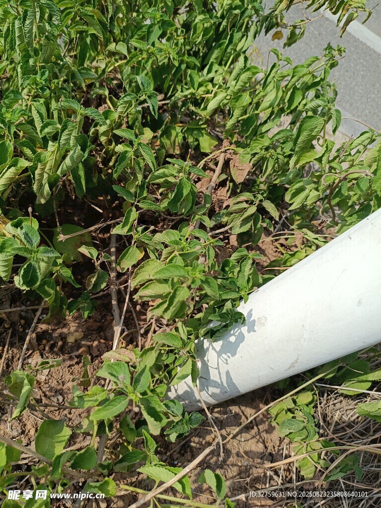 草丛中的白色管道