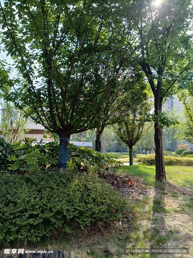 阳光照耀下的绿树景观