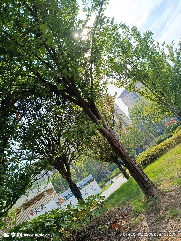 绿树成荫的户外景致