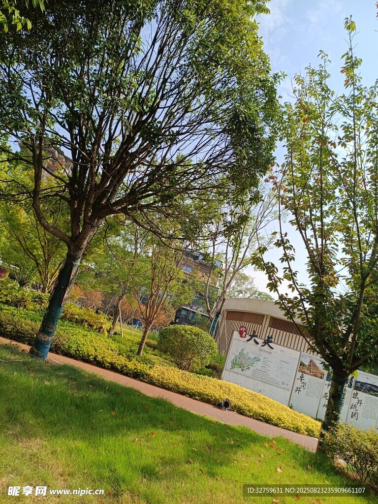 公园绿树成荫的宁静景致