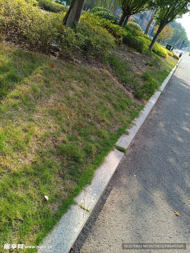 路边绿意盎然的草地景观