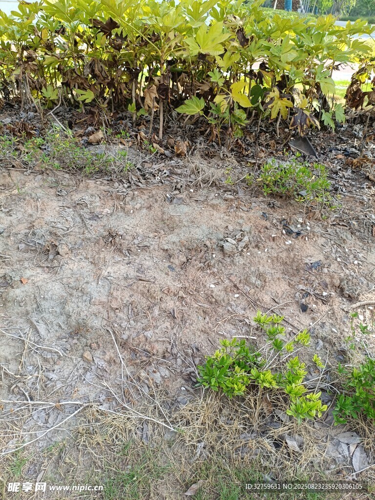 田间土地与绿植景象