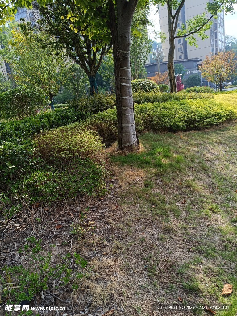 城市中的静谧林间绿地
