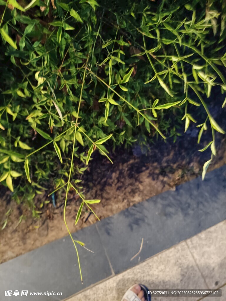 路边绿植下的行人脚步