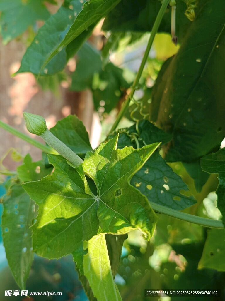 翠绿植物叶片特写