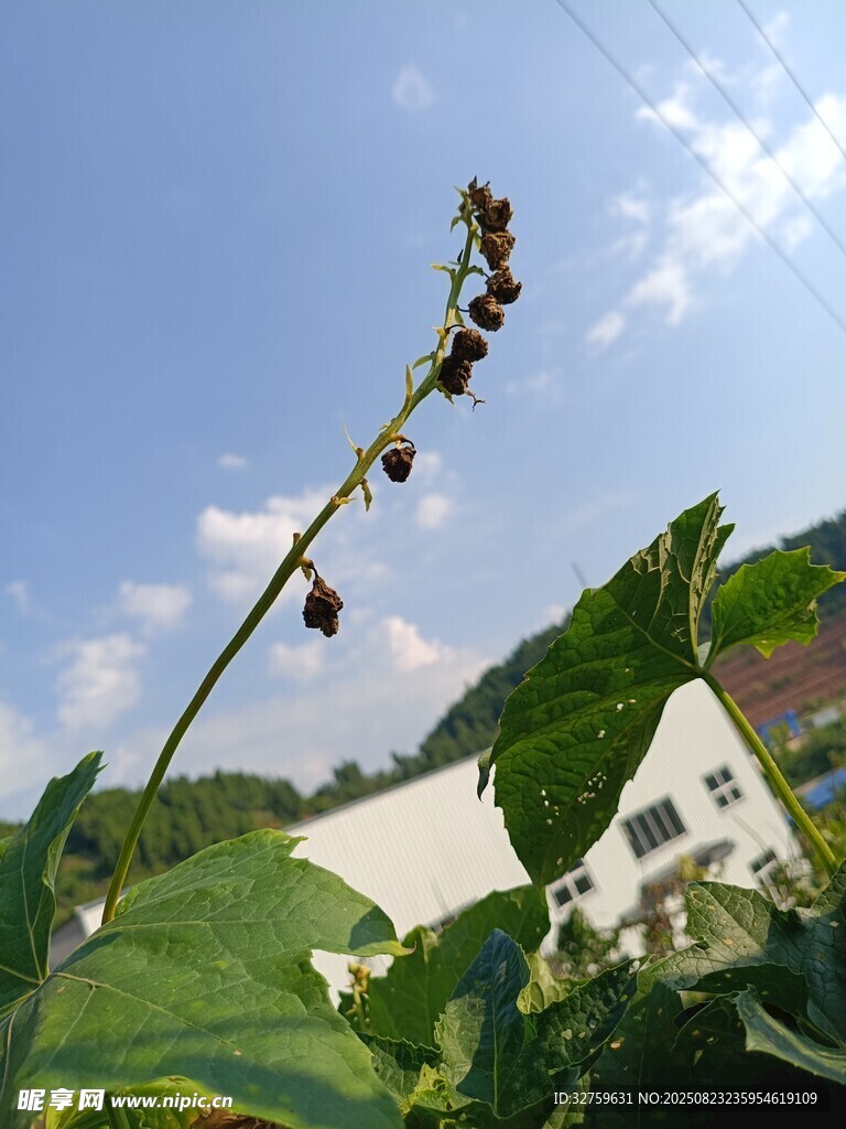 枝头小花与背后房屋景象