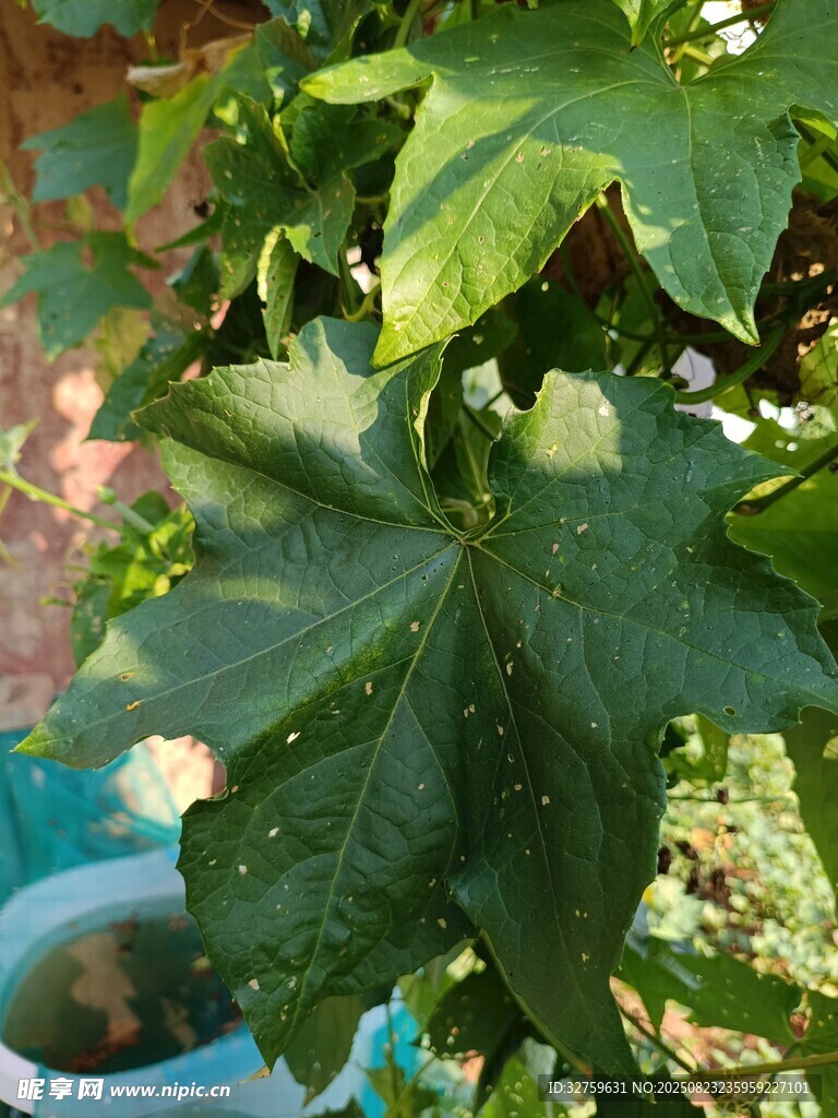 绿叶白花的盆栽植物