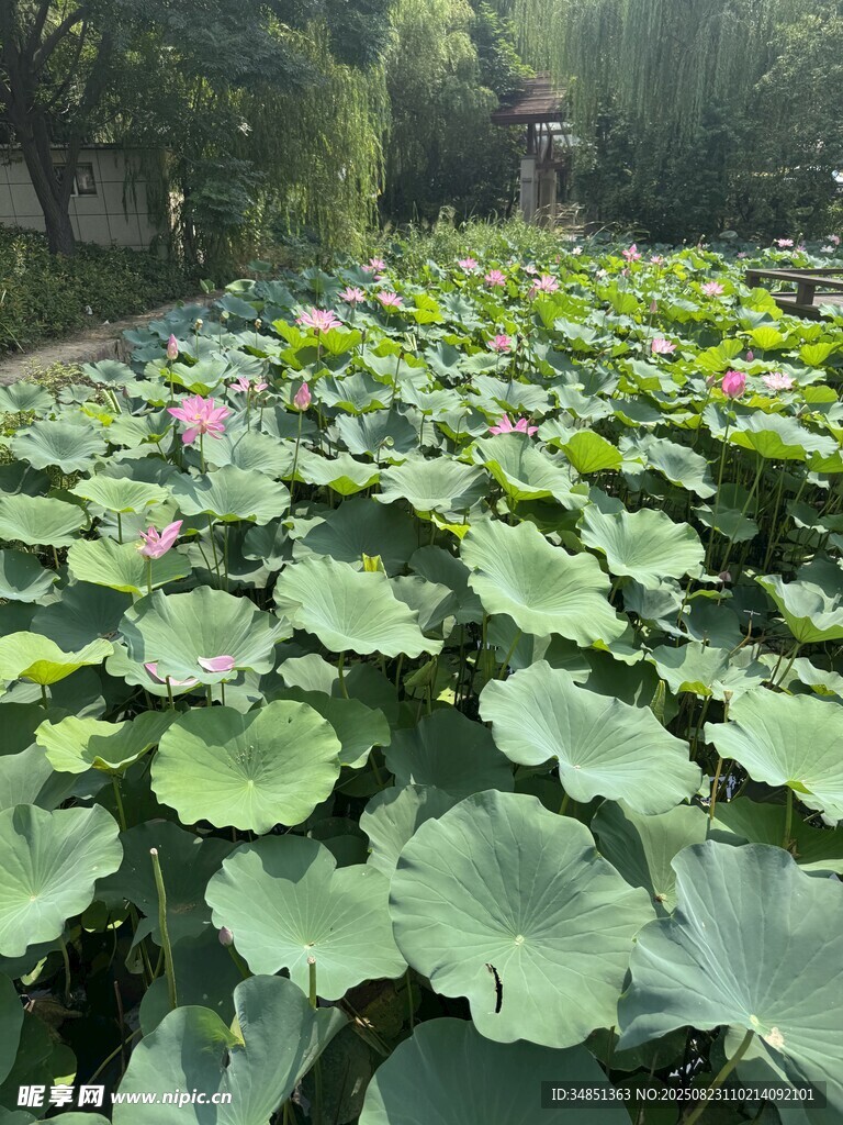 夏日荷塘 满池翠绿荷花