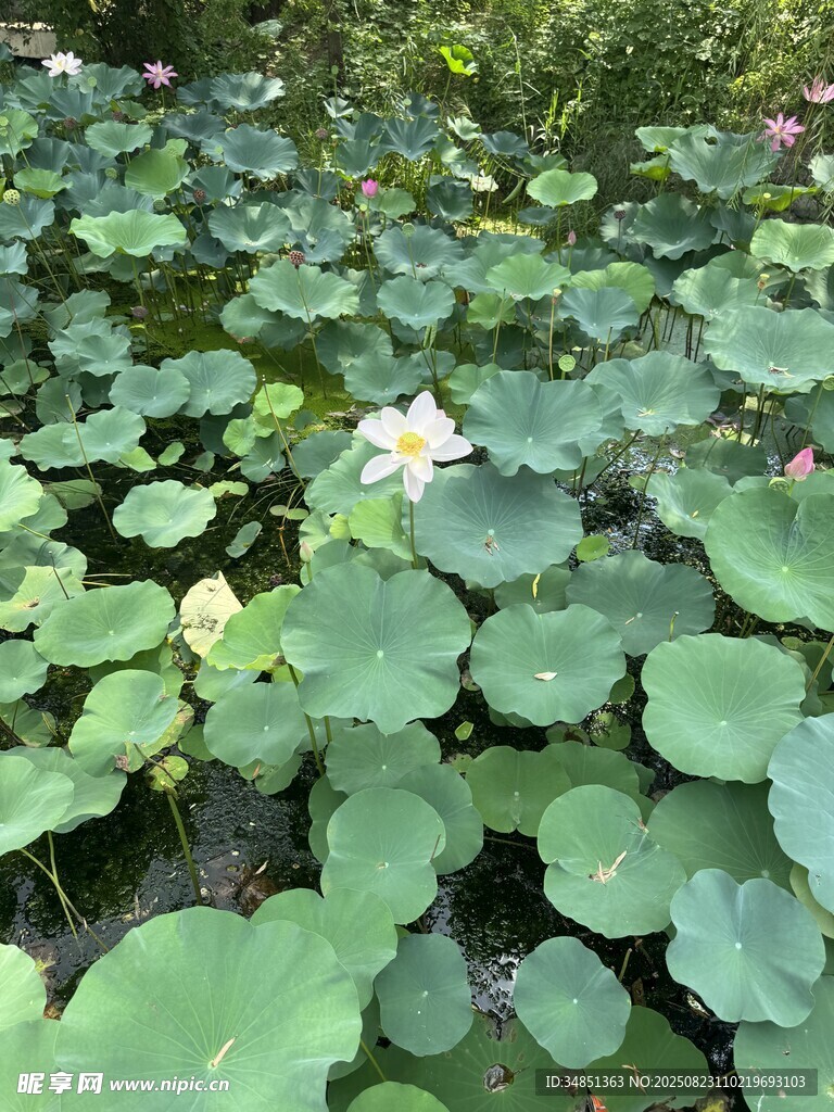 荷塘中的荷花与荷叶