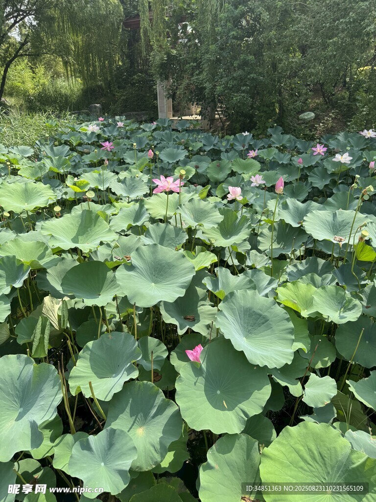 夏日荷塘 莲叶荷花相映趣