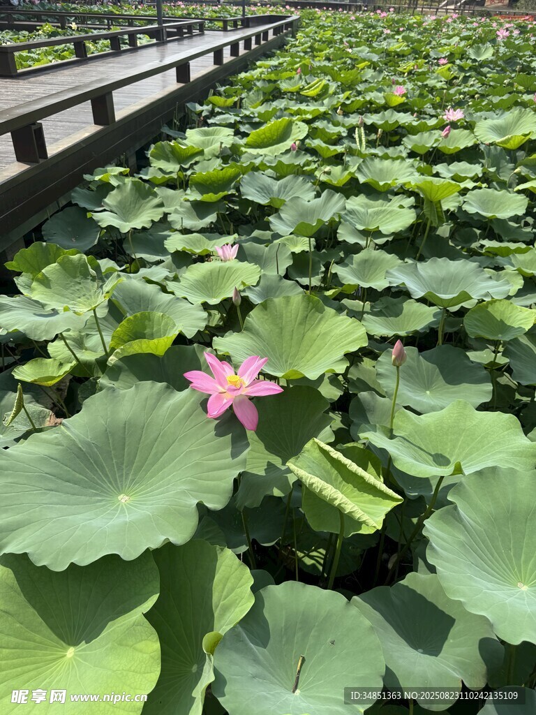 荷塘中的娇艳荷花