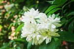 洁白茉莉花绽放绿叶间
