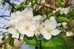 洁白苹果花绽放枝头