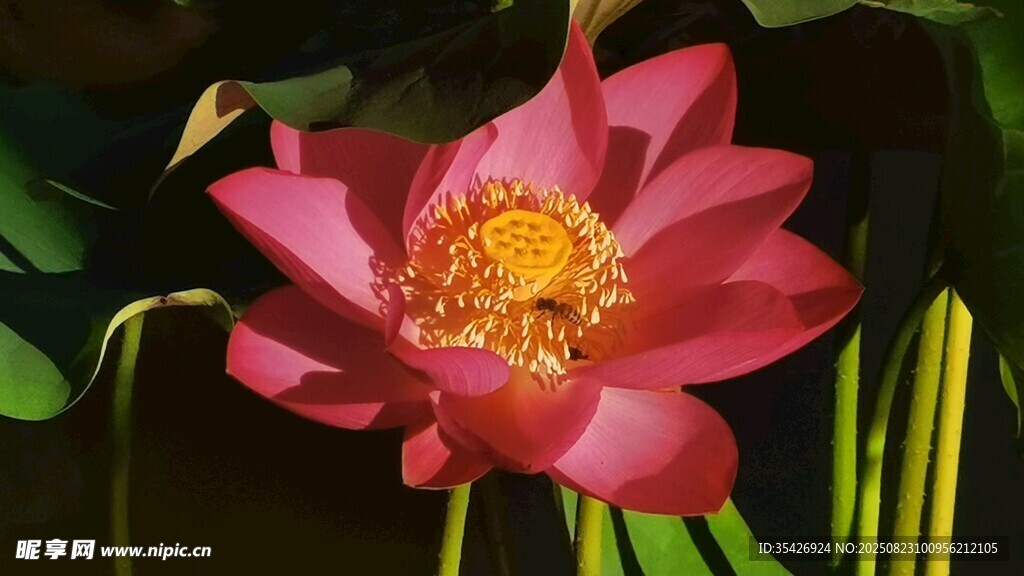 荷花