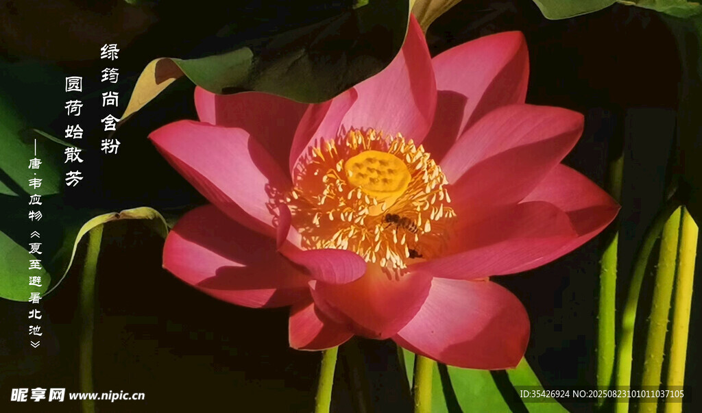 荷花
