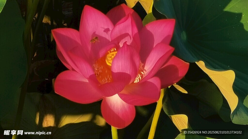 荷花