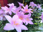 淡雅粉色风雨兰绽放