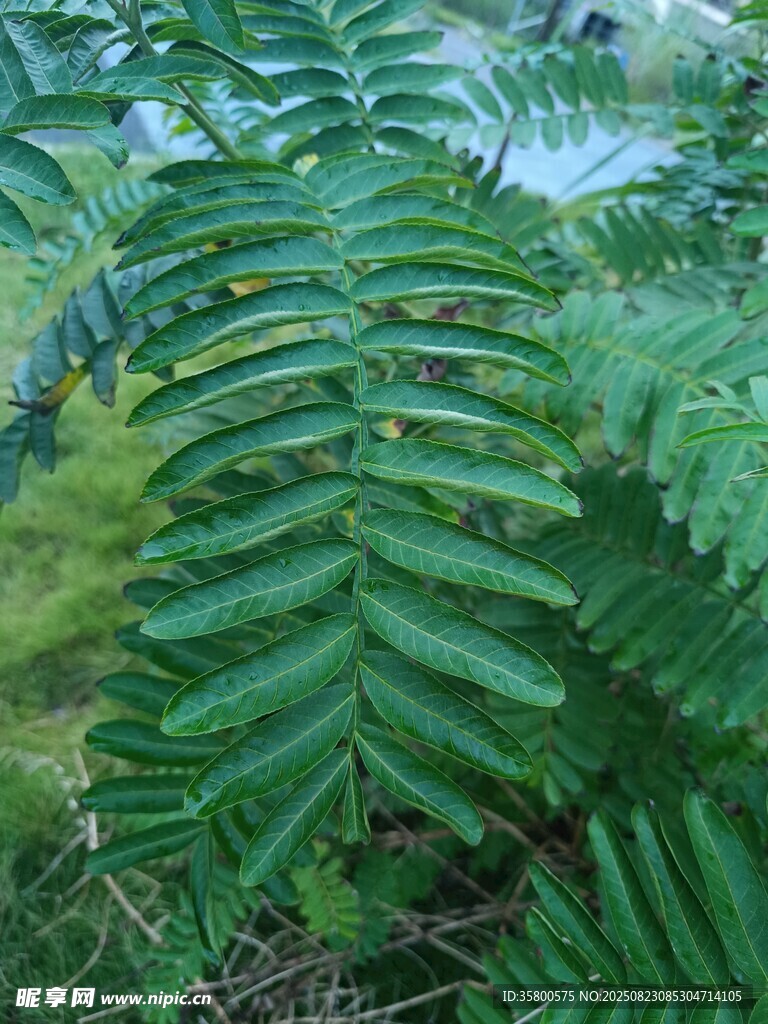 翠绿蕨类植物特写