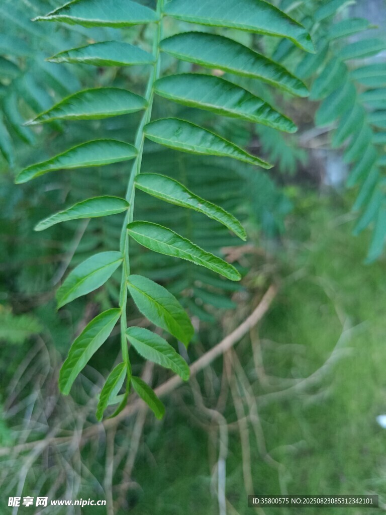 翠绿蕨类植物特写