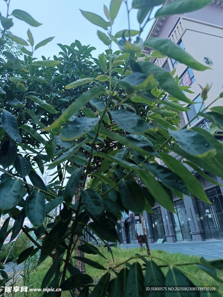 绿叶繁茂的植物景观