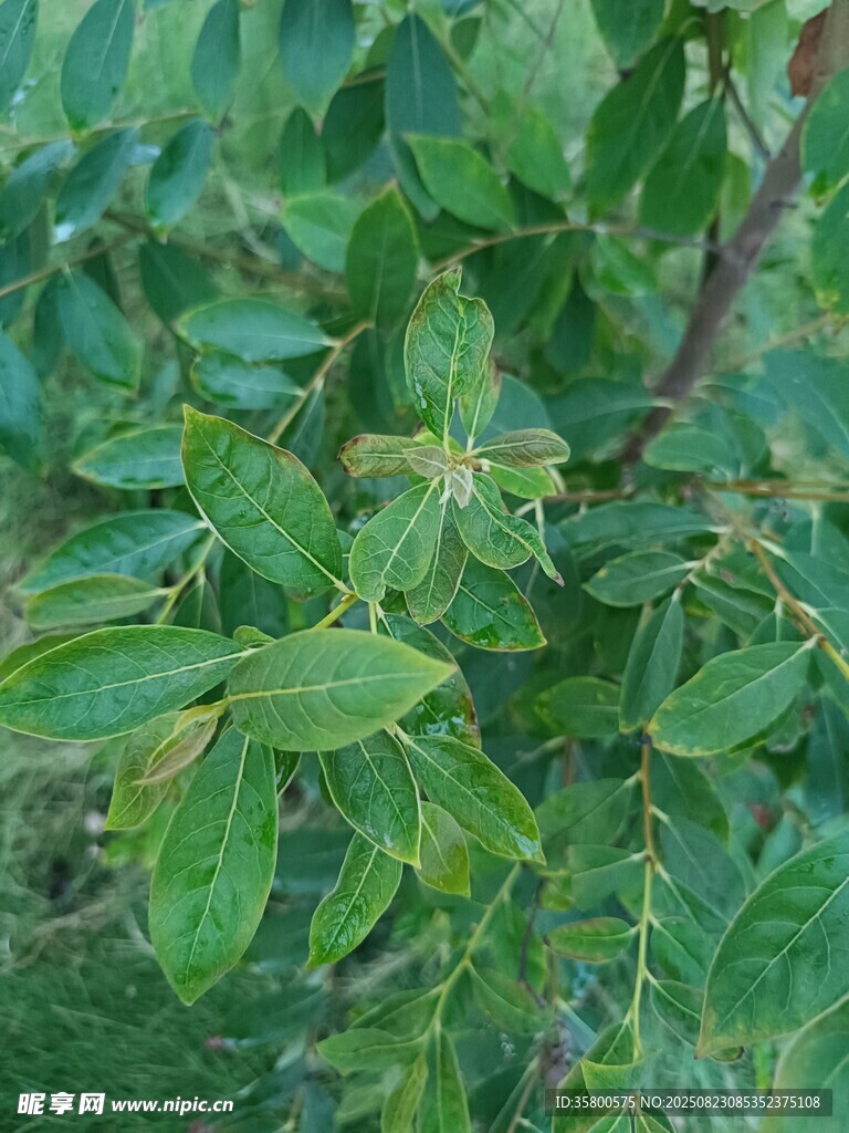 绿叶丛中的生机景象