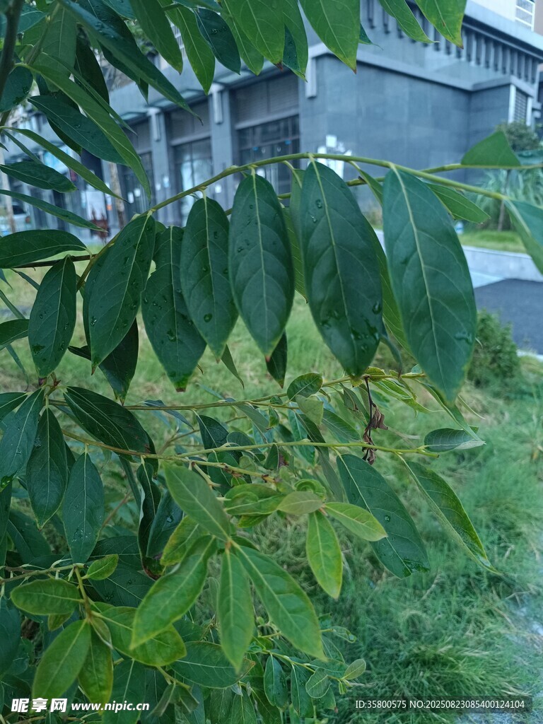 翠绿树叶特写