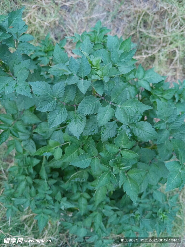 绿叶丛生的地面植物