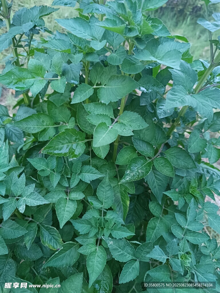 茂盛的绿色植物